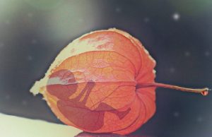 ¿cuándo inicia la vida humana?