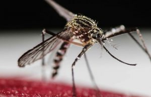 República Dominicana registró 1,117 casos de dengue en primeras 12 semanas de 2019