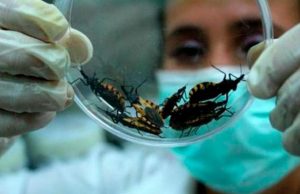 ¿Qué es la enfermedad de Chagas, de la que hay posibles casos en el país?