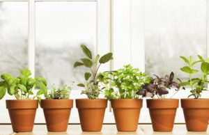 4 problemas de salud comunes que puedes aliviar con plantas