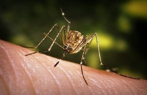 San José de Ocoa, primera provincia en alerta roja por el brote de dengue