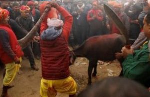 Nepal realiza sacrificio de animales más grande como «ofrenda» para ritual hindú
