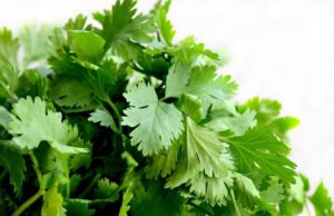 El poder curativo del té de cilantro