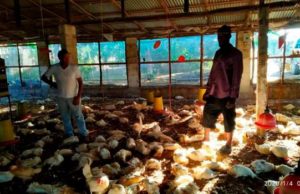 No representan riesgo para el ser humano virus Newcastle que afectan a los pollos