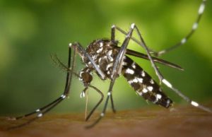 Registran 20 mil casos de dengue y 53 muertes