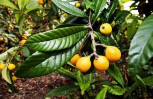 Beneficios del té de la hoja de níspero