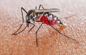 OMS teme decenas de miles de muertes adicionales por malaria en la pandemia