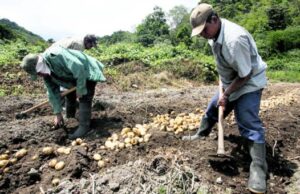 Gobierno garantiza a dominicanos seguridad alimentaria y toma previsiones para evitar especulación