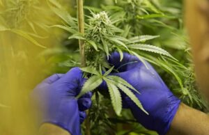 Nueva York anuncia decomiso multimillonario en tiendas de cannabis ilegales