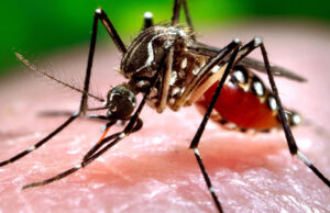 Lo que nos faltaba: Salud Pública emite alerta epidemiológica por la chikungunya