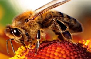 La reducción de la población de abejas es una amenaza para la seguridad alimentaria y la nutrición