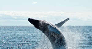 Día Mundial de las Ballenas y los Delfines; ONGs piden reforzar la protección de los mamíferos marinos