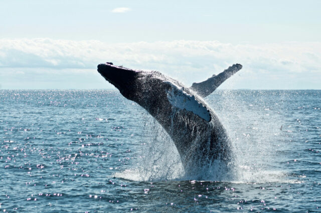 Ballena