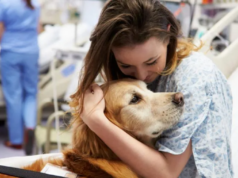 La compañía de un animal ayuda a pacientes con ACV a moverse más y participar en su rehabilitación