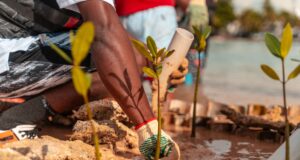 DP World y fundación verde profundo avanzan en la restauración de manglares en Boca Chica