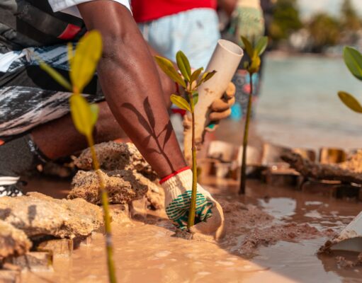 DP World y fundación verde profundo avanzan en la restauración de manglares en Boca Chica