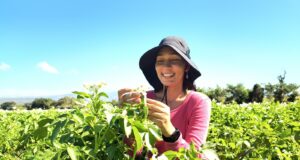 Agricultura beneficia a más de 4,700 mujeres rurales y fortalece su participación en el sector agropecuario